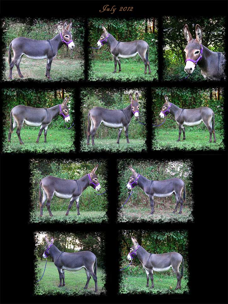 Critter Haven Farm Miniature Donkeys